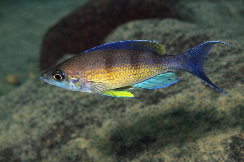 Cyprichromis zonatus 'Cape Kabwe Nsolo'